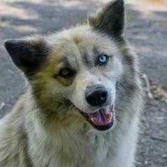 Blue, the Air Masters team dog
